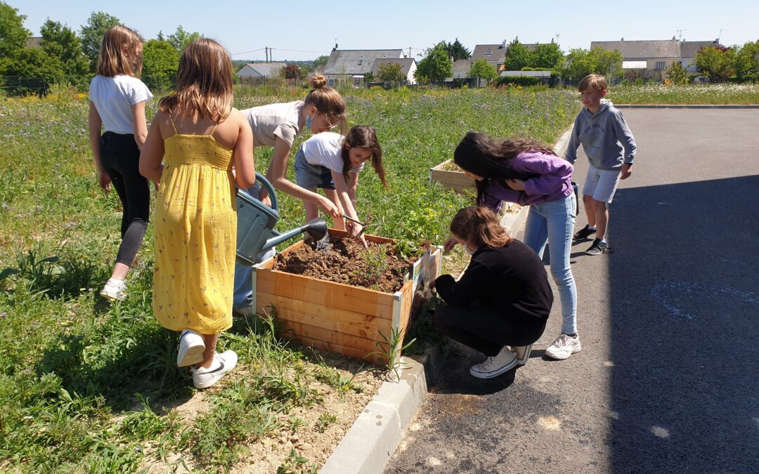 Des fleurs mellifères au collège