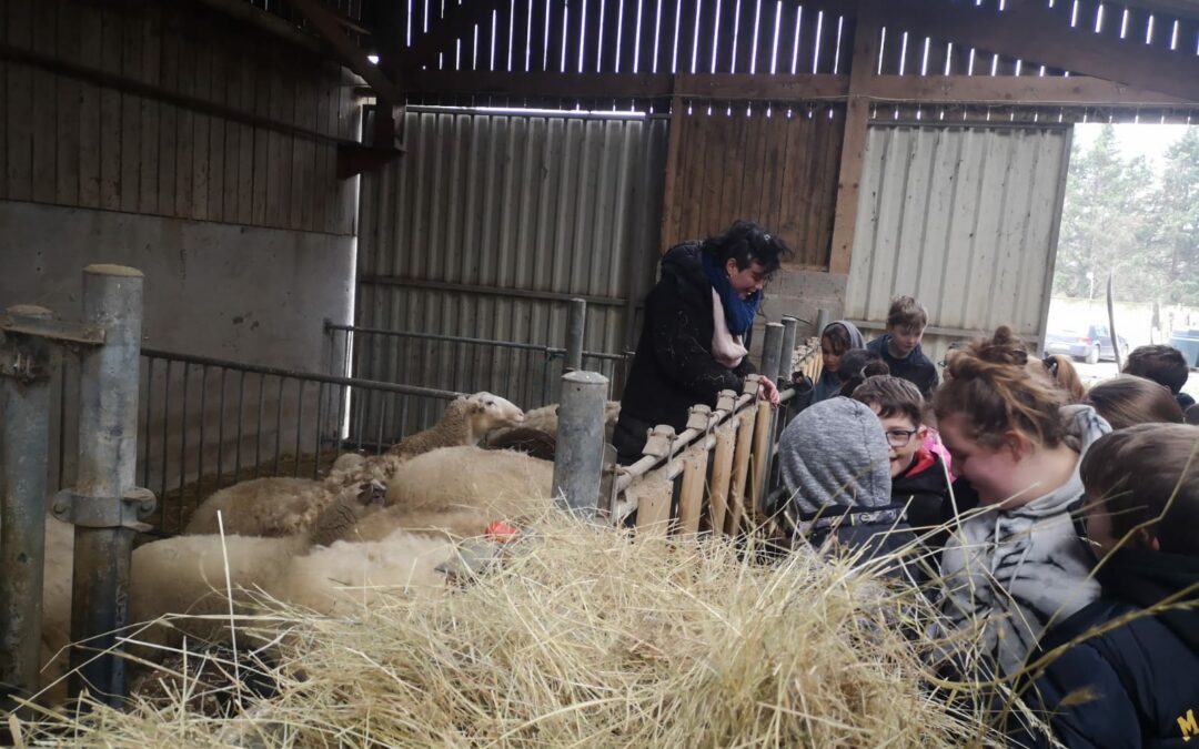 Les classes de 6ème visitent la ferme biologique « L’Audace »