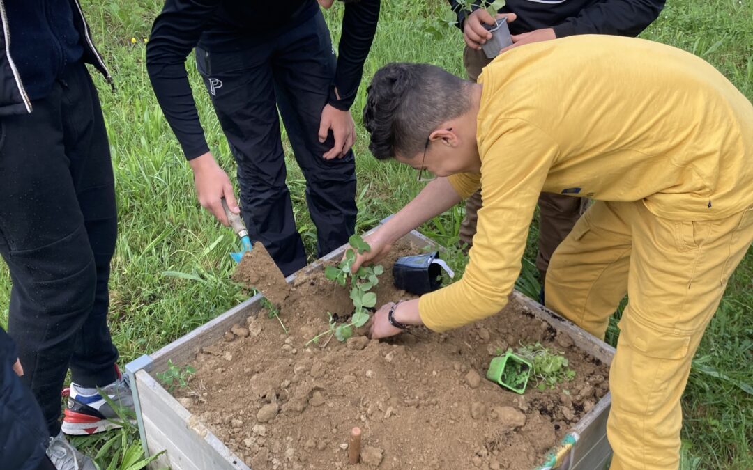 Club E3D : Un potager au collège !